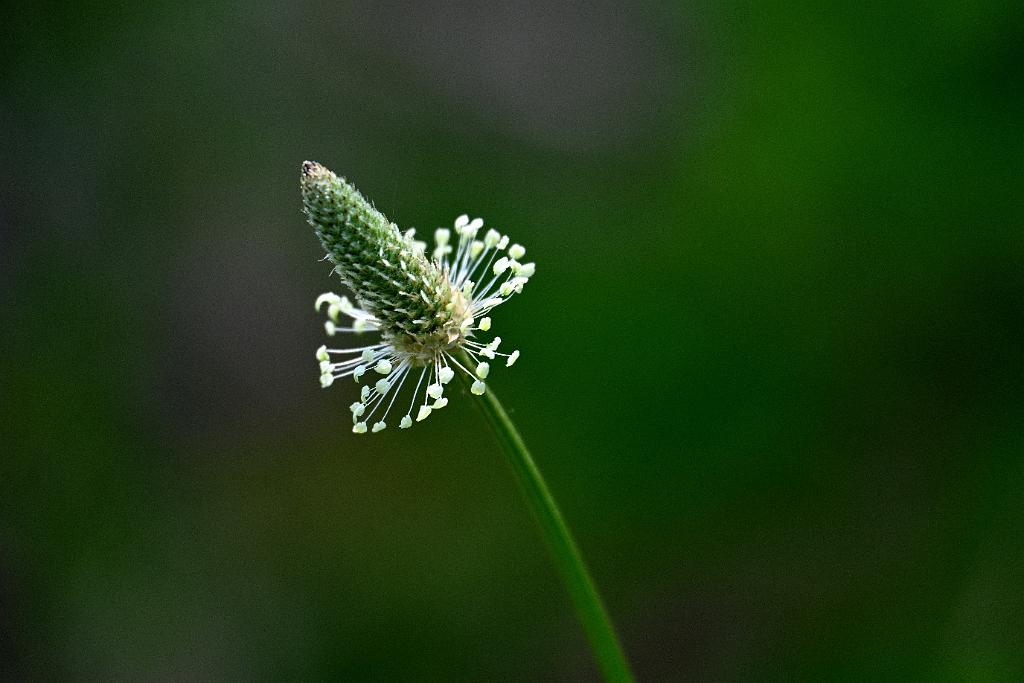 2025-06138917 Tower Hill Botanic Garden, MA.JPG - English Plantain. New England Botanic Garden at Tower Hill, MA, 6-13-2025